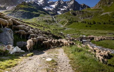 Les côtelettes du 26 au 28 septembre